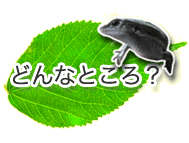 ǂȂƂH